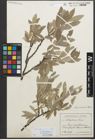 Foto von Salix glaucosericea Flod.